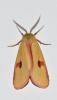 Diacrisia sannio
